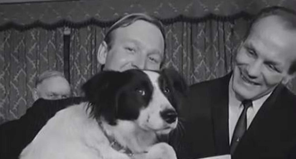‘Pickles’, el perro que rescató la Copa del Mundo perdida en 1966 - Historias de mundiales