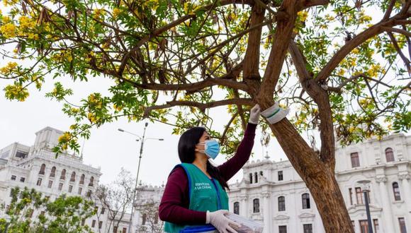 La Municipalidad de Lima indicó que, en lo que va del año, se han intervenido cerca de 128 árboles de tecoma y  especies ornamentales en las avenidas. (Foto: MML)