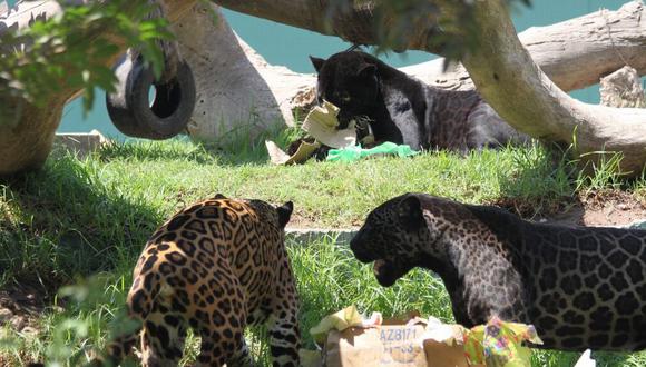 Este domingo es el Día Internacional del Jaguar, también conocido como Otorongo.