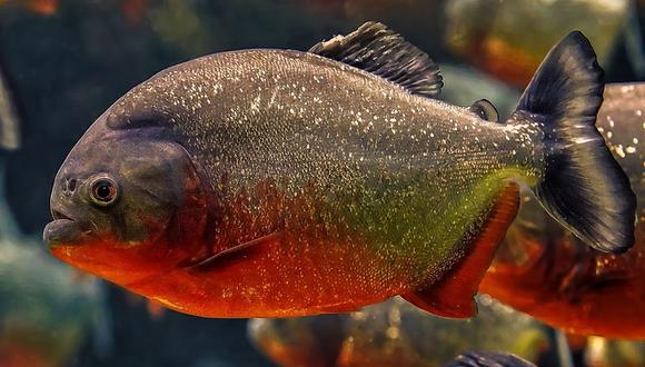 El bajo nivel del agua y las altas temperaturas se convirtieron en un buen ambiente para estos peces carnívoros, palometas. (Foto: Pixabay)