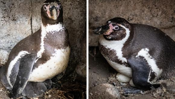 Nacen ocho nuevas crías de Pingüino de Humboldt