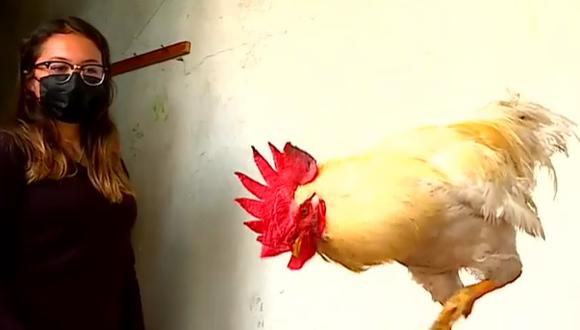 "Claudio" es un gallo que tiene un año y tres meses de vida. (Foto: captura | Latina)