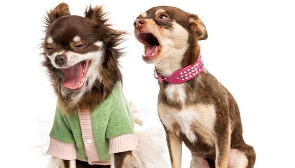 Consejos para calmar la ansiedad de tus perros cuando ve a otros.