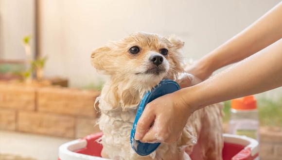 Es saludable bañar a mi mascota en invierno? | perros | bienestar | salud imp | FAMILIA | TROME