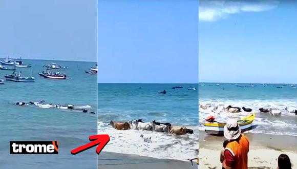 Tumbes: Vacas sorprenden a veraneantes al aparecer nadando en playa de Zorritos