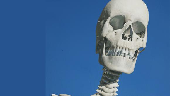 Entérate cómo activar el esqueleto humano en 3D usando Google, al mismo estilo de los animales. (Foto: Google)