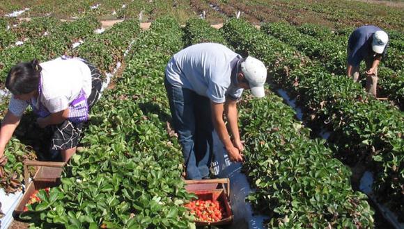 Este subsidio beneficiará a 289.373 pequeños productores a nivel nacional, según precisó Miguel Vásquez, Director General de la Dirección General de Asociatividad, Servicios Financieros y Seguros del Midagri. (Foto: Difusión)
