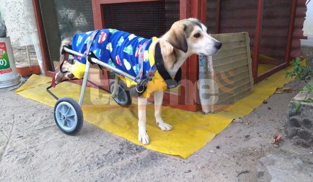 Rocky, perrito con discapacidad, ya tiene nueva silla de ruedas. (Fotos: Trome)