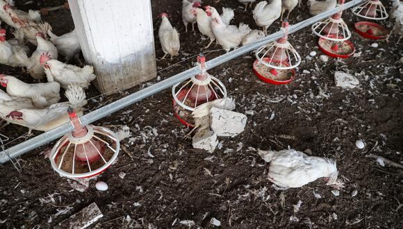 Senasa reporta el primer brote de influenza aviar H5N1 en aves domésticas en Lambayeque. (Photo by OMAR HAJ KADOUR / AFP)
