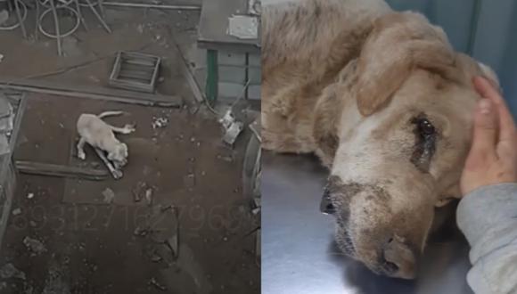 Hope, el can que fue abandonado a su suerte en el depósito de una vivienda de Lince. Foto: captura IG Adogtados