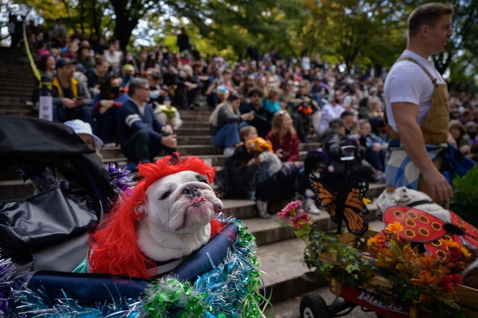 Estados Unidos | Halloween | Los perros de Brooklyn celebran desfile de  disfraces por fiestas | Fotos | NNDC | MUNDO | TROME