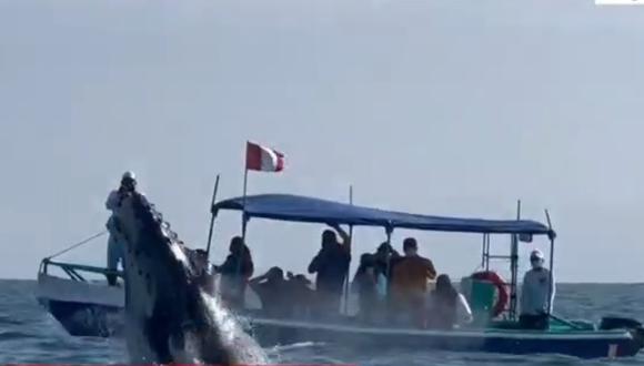 Arrancó el avistamiento de ballenas en Tumbes. (Captura: América Noticias)