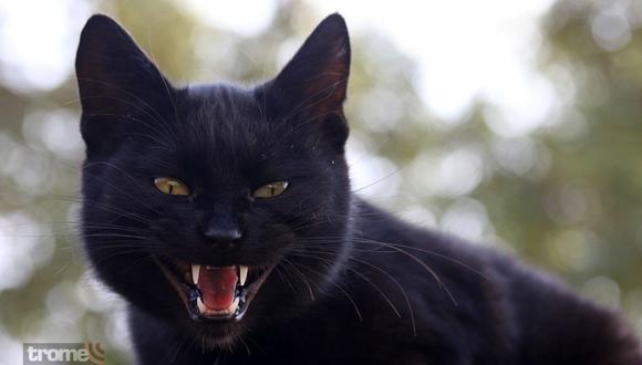 Soñar con gatos negros: ¿qué significa? Veamos el significado de los sueños con gatos.
