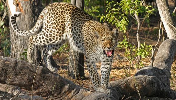 India: un leopardo se roba a un niño y su madre lo persigue hasta rescatarlo. (Foto: Referencial / Pixabay)
