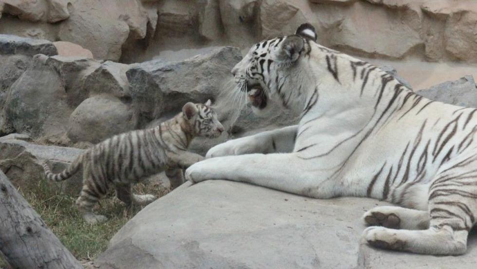 Presentan a tigresitas de Bengala en el Zoológico de Huachipa.
