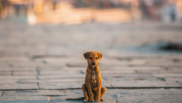 Un perrito abandonado sufre mucho en la calle. Nunca debemos pensar en esa posibilidad. Foto: iStock.