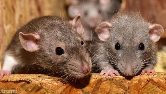 Soñar con ratas, ¿qué significa? Muchas personas sueñan con ratas. Te explicamos de qué tratan los distinto sueños con roedores.