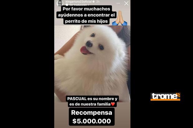 Perrito 'Pascual' está extraviado desde el viernes (Foto: Instagram)