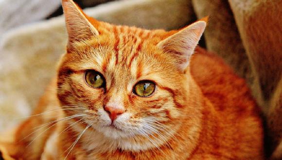¿Cuáles son las vacunas que necesitan los gatos y cada cuánto tiempo? (Foto: Pixabay)