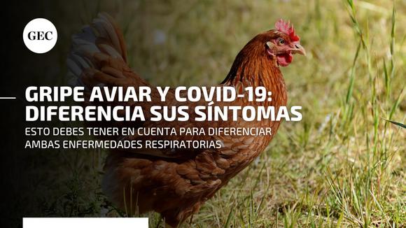 Gripe aviar en Perú: ¿Cuál es la diferencia de sus síntomas con los del COVID-19?