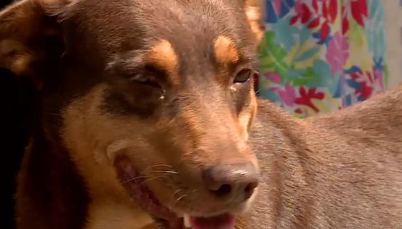Vecinos de San Juan de Miraflores denuncian que sus mascotas están siendo envenenadas. (Captura: América Noticias)