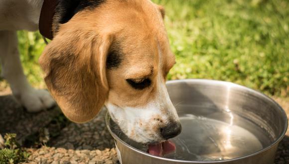 Si la temperatura es muy alta, es normal que quiera beber más agua para hidratarse. (Foto: Pixabay)