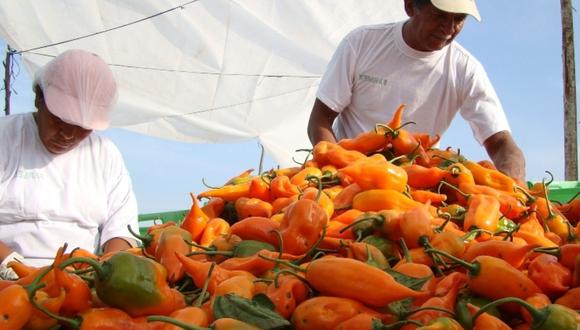 Pequeños agricultores tendrán intercambio comercial con el mercado italiano. (Foto: GEC)