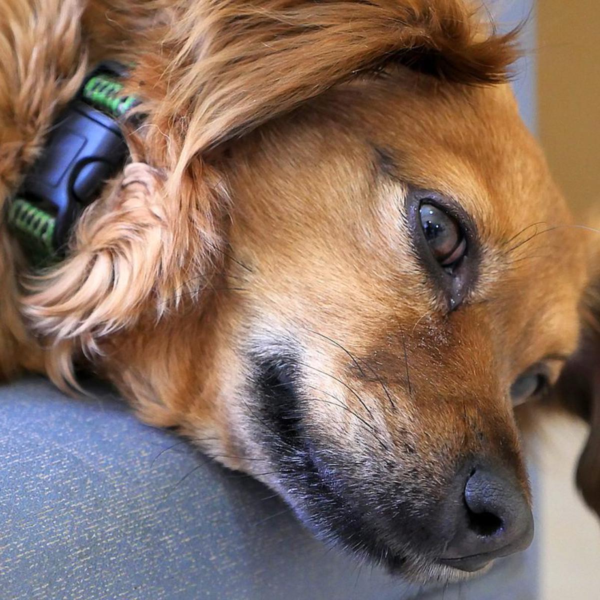 ¿Cómo provocar el vómito a un perro? | Intoxicación | Animales | Primeros auxilios | | Estados EEUU | USA | | nnni | FAMILIA | TROME