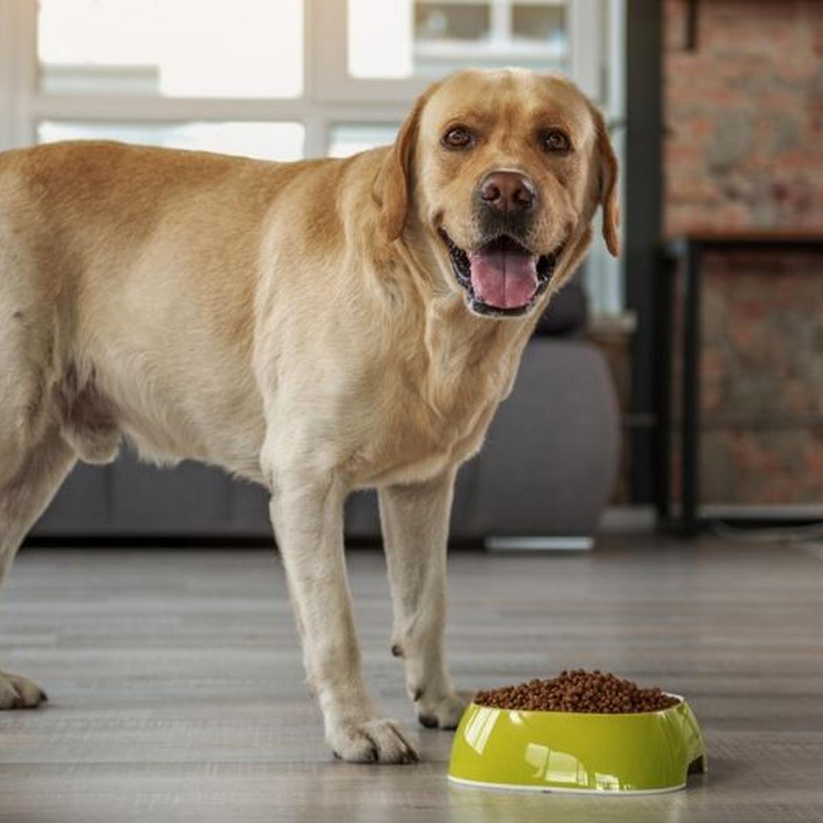 Mascotas: ¿Cuántas veces al día debe comer perro su edad? | FAMILIA | TROME