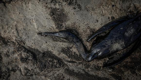 Debido al gran derrame de petróleo en todo el litoral costero de la zona de ventanilla. Muchas aves fueron afectadas por este residuo , la gran mayoría perdieron la vida. Foto :jorge.cerdan@photo.gec