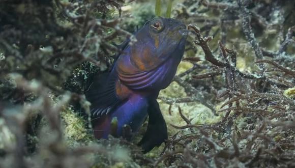 Esta bella especie es parte de las 1,500 que existen en la bahía de Paracas. Foto: Difusión.