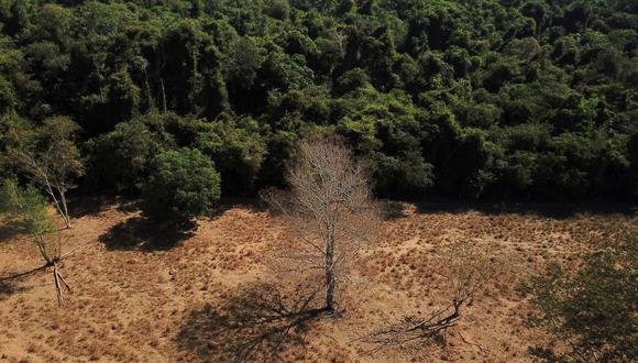 Global Planet Chemical lanza productos ecoamigables para ayudar a la reforestación de la Amazonía. Foto referencial: Reuters