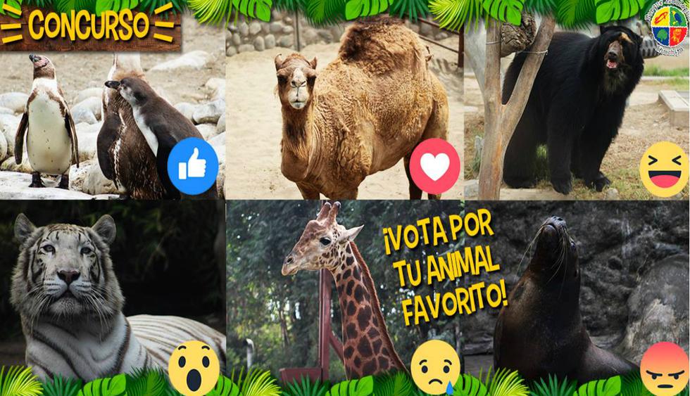 La jirafa ‘Rubén’ y la tigresa ‘Civa’ compiten por la ‘Garra de Oro’ del zoológico de Huachipa