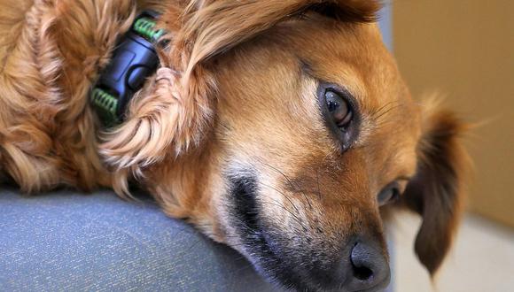 En caso de una intoxicación es fundamental saber de primeros auxilios para salvar a tu perro. (Foto: Moshe Harosh  / Pexels)
