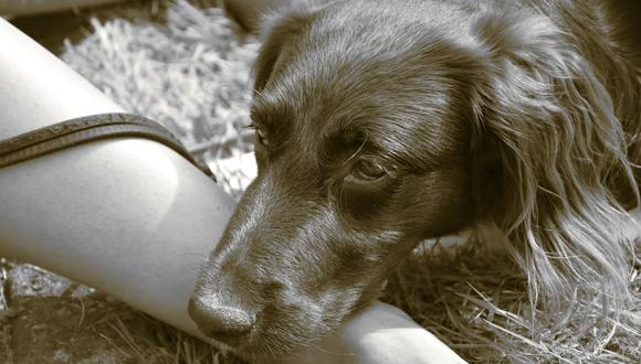 El Consejo de Yorkshire (Inglaterra) señaló que varios canes presentaron síntomas, pero podría tratarse de "enfermedad general entre perros". (Foto: Pixabay)