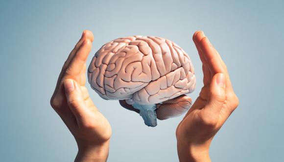 Ubicado dentro del cráneo, el cerebro gestiona la actividad del sistema nervioso. Foto: ¡Stock.